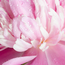 Load image into Gallery viewer, Sexual Fresh Eau de Parfum Spray