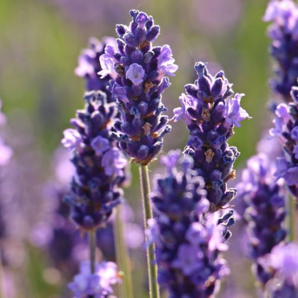 Why Lavender Attracts Women to Men - Michel Germain Parfums Ltd.