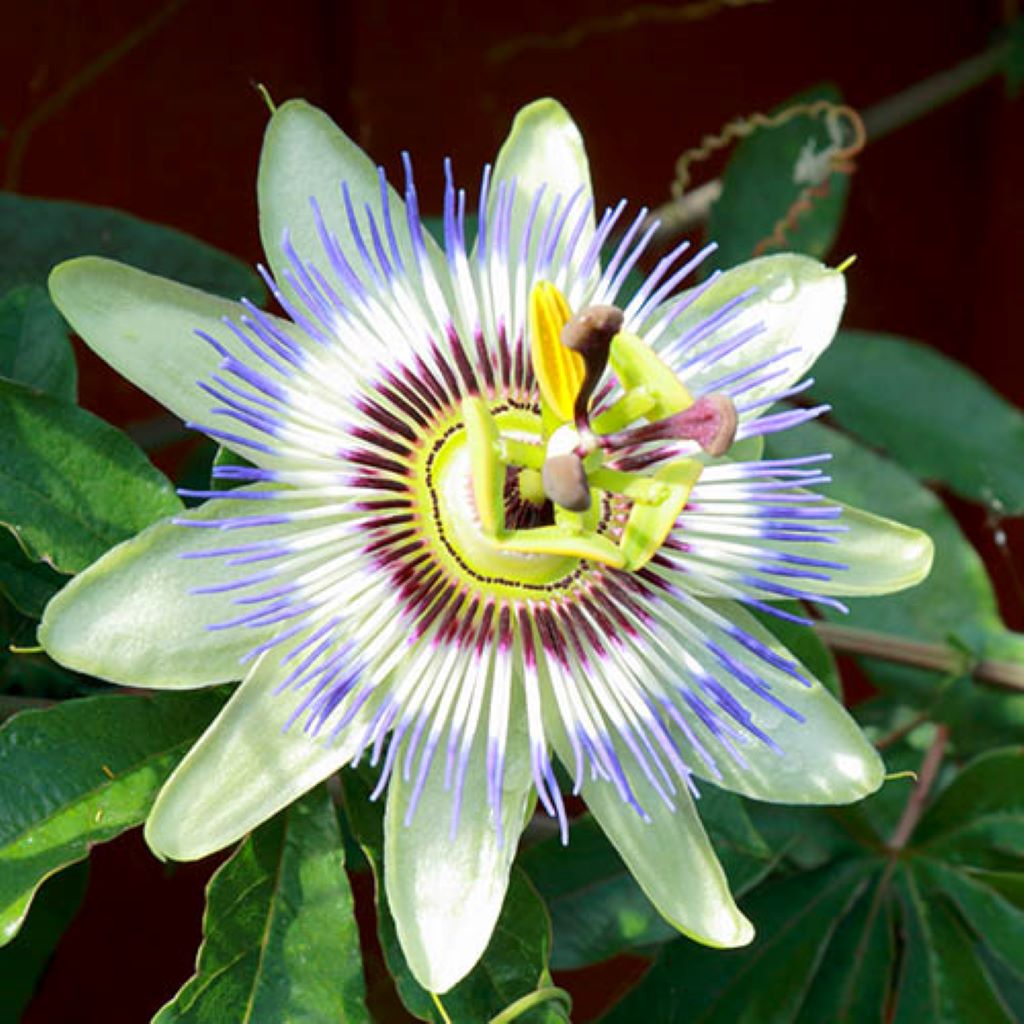 Summer Ingredient Story - Passionflower - Michel Germain Parfums Ltd.