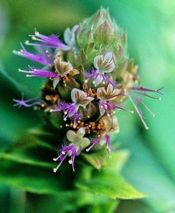 Calming Effects of Perfume & Cologne 🌿 - Michel Germain Parfums Ltd.