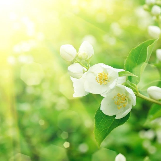 Fragrances Have Mood-Boosting Abilities - Michel Germain Parfums Ltd.